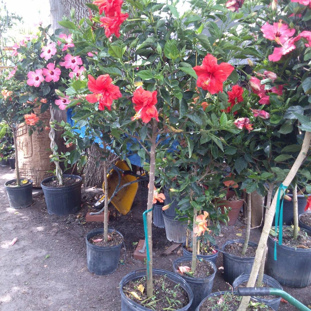 Lush garden landscaping by Esperanza's Garden Center in Saint Petersburg FL