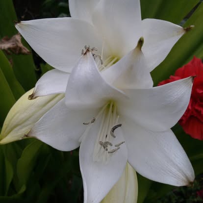 Garden project by Esperanza's Garden Center